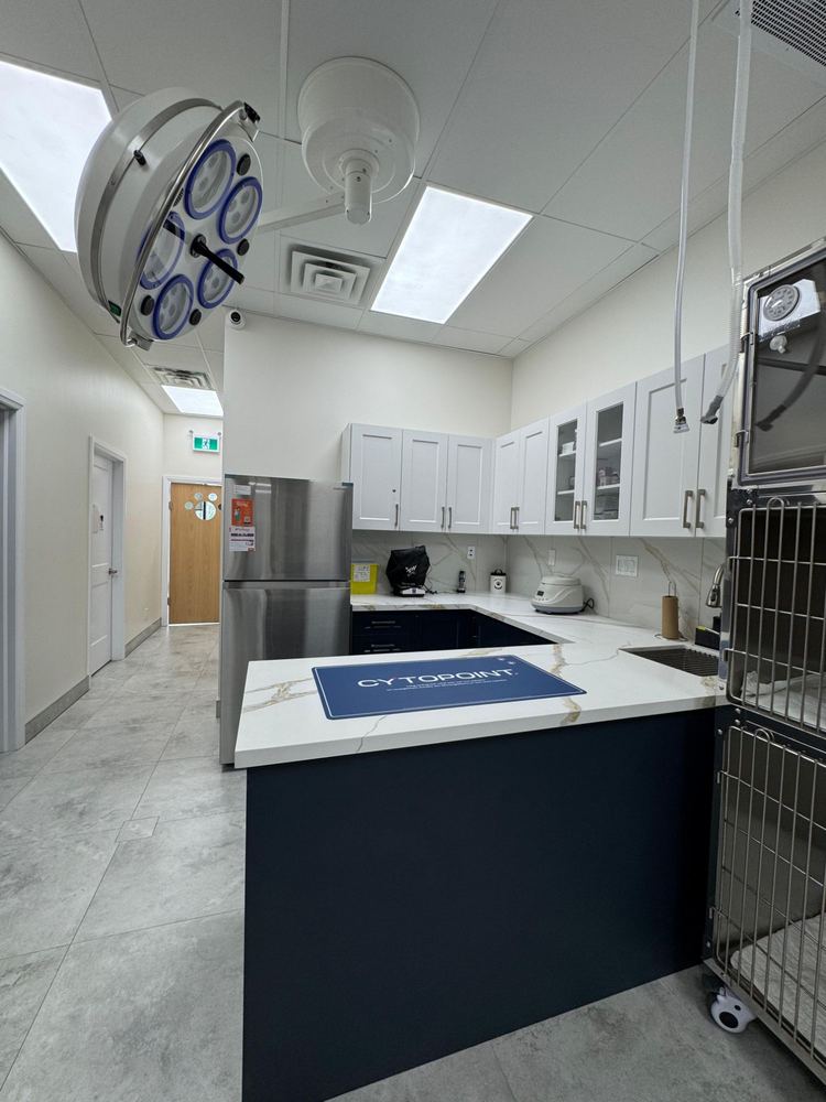 Treatment area with a surgical light, counter and hallway to the back